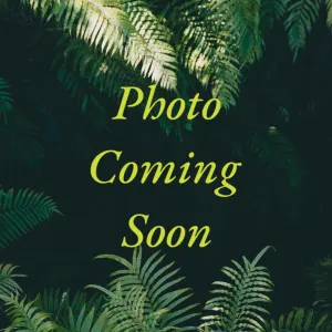 Fishtail Fern