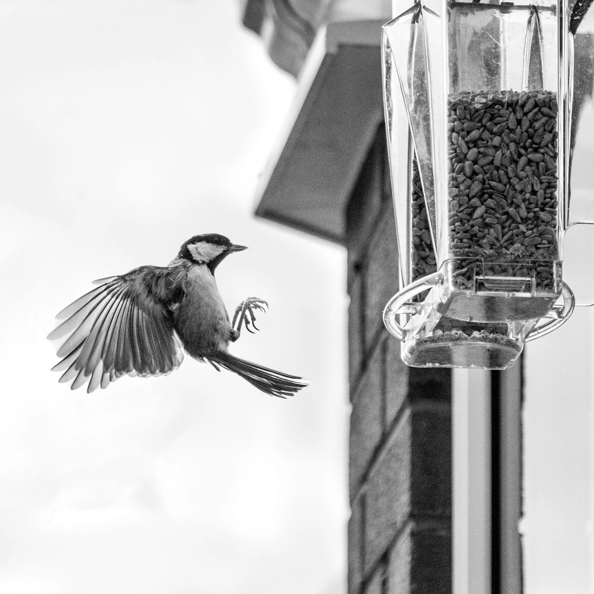 Roamwild Arch Window Bird Feeder